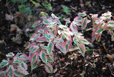 Cornus controversa 'Variegata' - svída sporná 'Variegata'